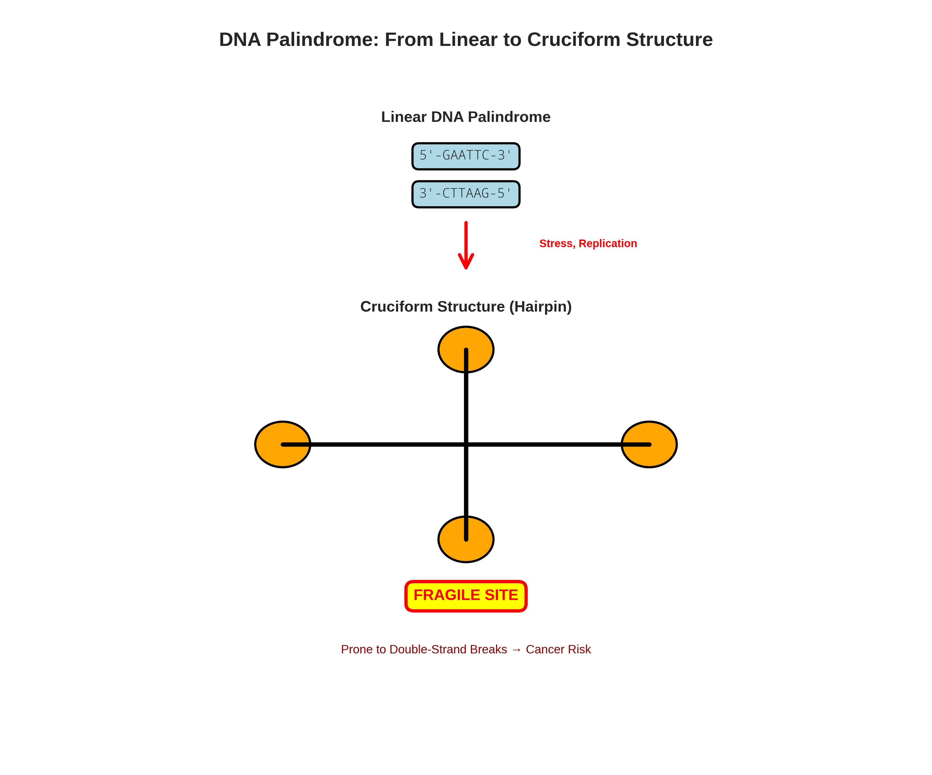 DNA Palindrome: From Linear to Cruciform Structure - showing how palindromic sequences form fragile hairpin structures